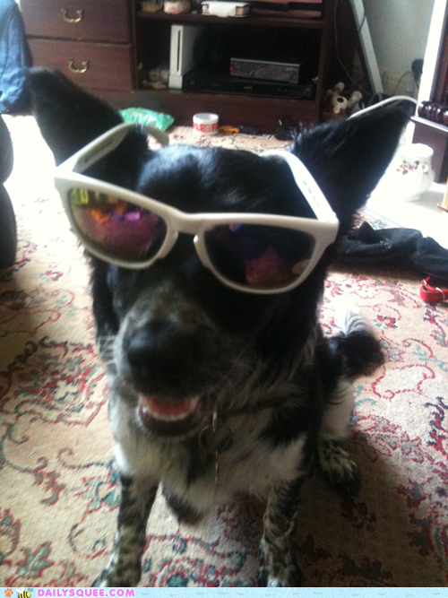 Reader Squee: Sunglasses 