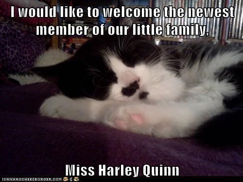 I would like to welcome the newest member of our little family,  Miss Harley Quinn