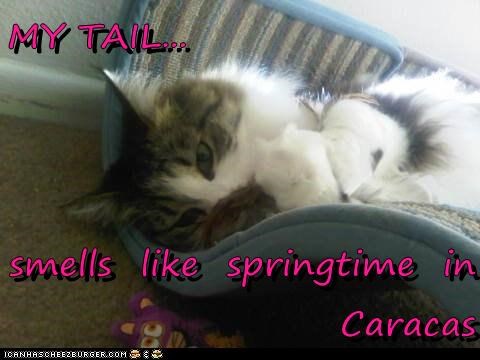 MY TAIL...  smells  like  springtime  in      Caracas
