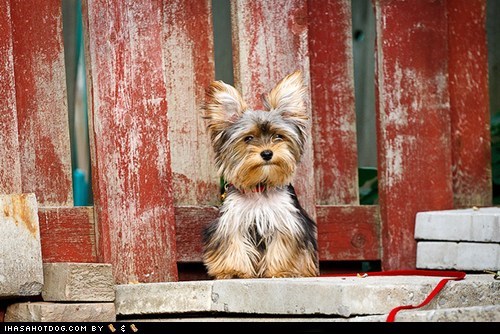 Goggie ob teh Week: Take the Throne 