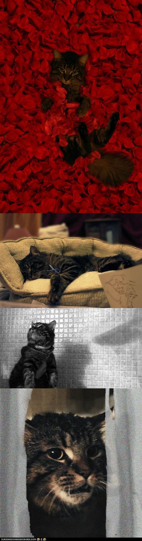 Cat Reenacts Iconic Film Scenes