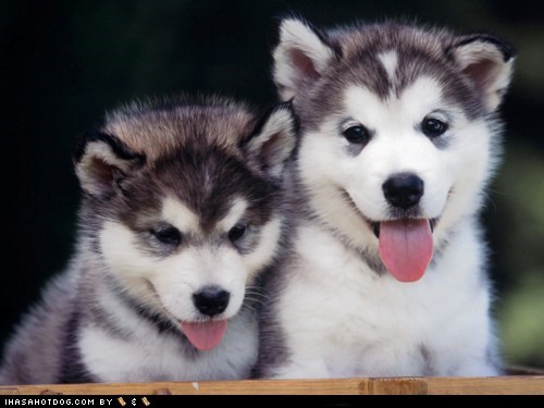 Cyoot Puppy ob teh Day: Siberian Fluffers 