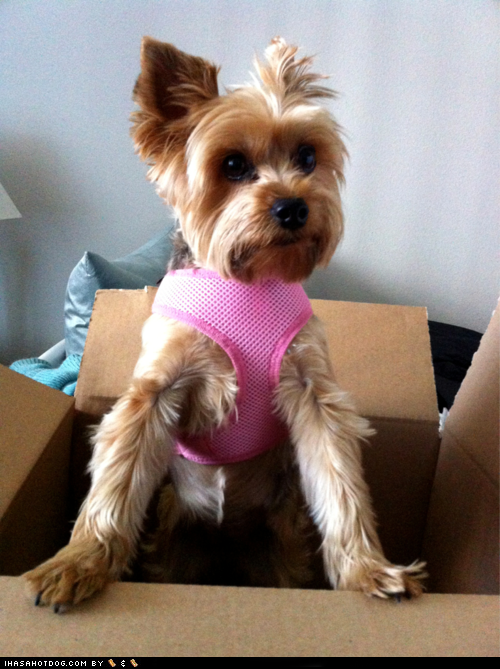 Goggie ob teh Week: Pretty in Pink 