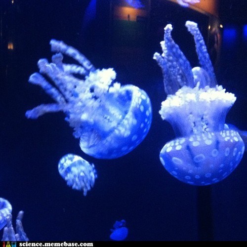 Spotted Blue Jelly Fish Live Up to Their Name