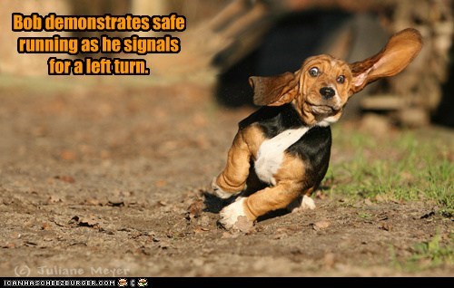 I Has A Hotdog: Left Turn Signal 