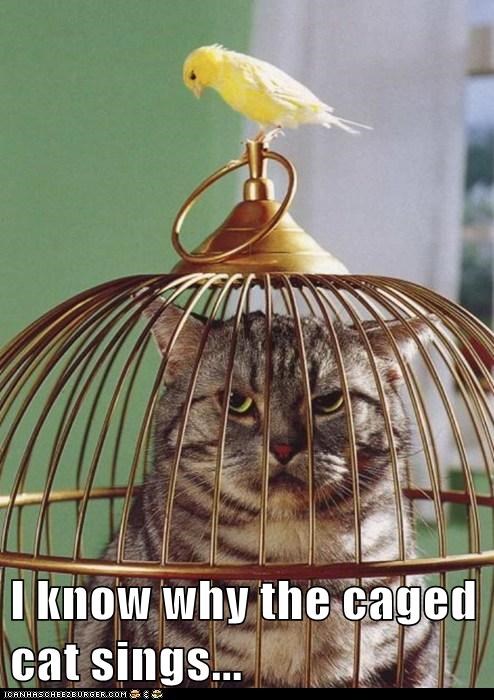 I'm the One Who Caged the Cat to Begin With