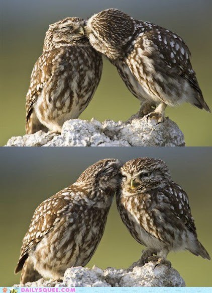 Owly Secrets