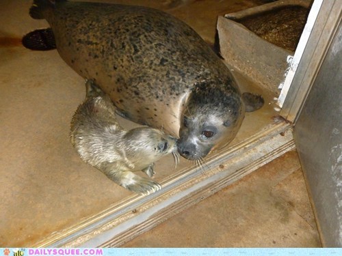 Mommy & Baby Harbor Seals 