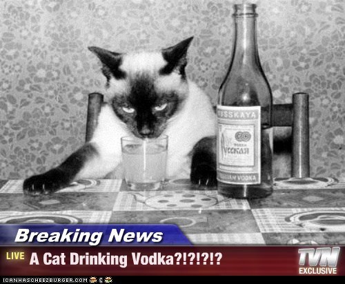 Breaking News - A Cat Drinking Vodka?!?!?!?