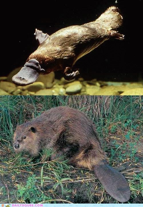Squee Spree: Platypus vs. Beaver 