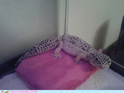 Reader Squee: Leopard Gecko 
