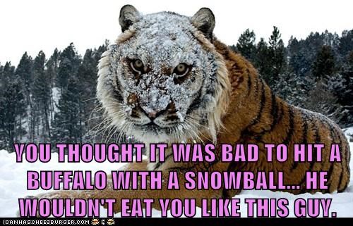 YOU THOUGHT IT WAS BAD TO HIT A BUFFALO WITH A SNOWBALL... HE WOULDN'T EAT YOU LIKE THIS GUY.