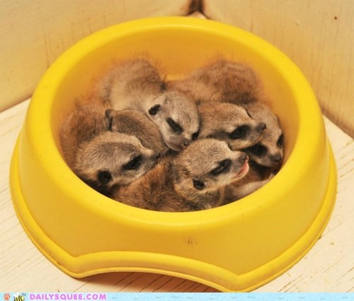 Daily Squee: Bowl of Meerkats 