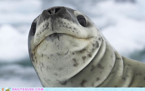 Snobby Seal 