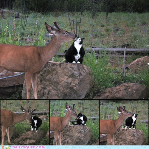 Deer Cat, I Love You 