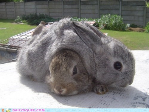 Bunday: Cuddle Puddle 