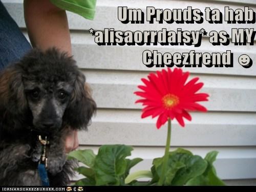 Um Prouds ta hab *alisaorrdaisy* as MY Cheezfrend ☻