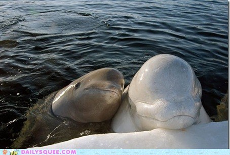 Beluga Buddies 