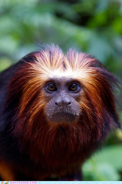 Golden Lion Tamarin 