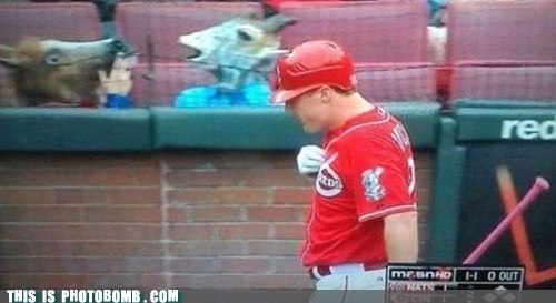 Typical Cincinnati Fans
