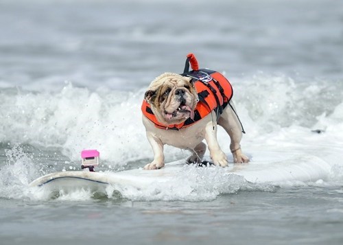 Look At This Surfing Dog of the Day
