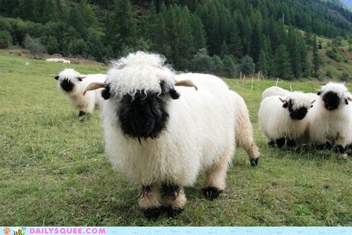 Daily Squee: Valais Blacknose Sheep