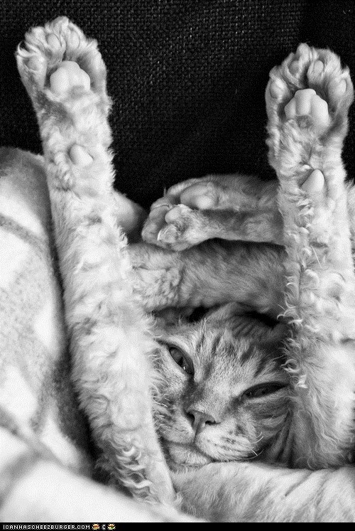 Cyoot Kitteh of teh Day: Leave Proper LOLcat Assembly to the Professionals