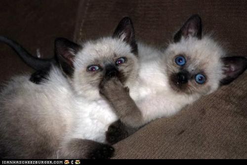Cyoot Kittehs of teh Day: Secrets Are Hard to Keep