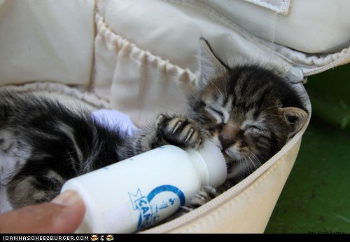 Cyoot Kitteh of teh Day: Got Milk?