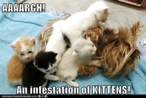 AAAARGH!  An infestation of KITTENS!