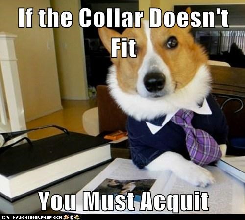 Animal Memes: Lawyer Dog - The Argument That Got Cujo Acquitted