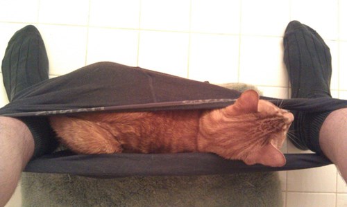FAIL Nation: Cat Relaxation FAIL