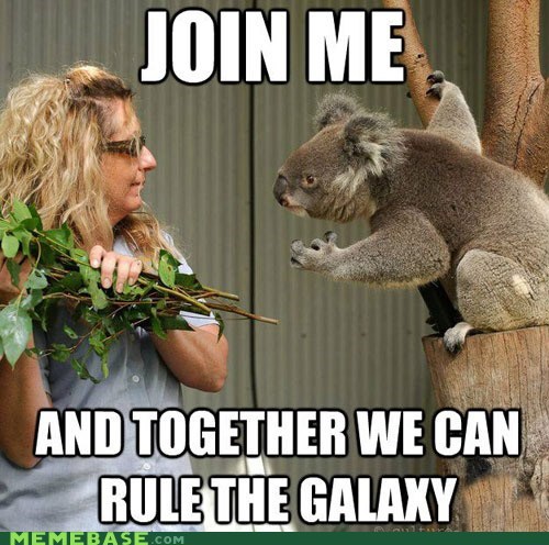 No, Lady... I AM Your Koala