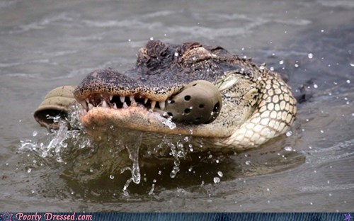 THE CROC HAS SPOKEN