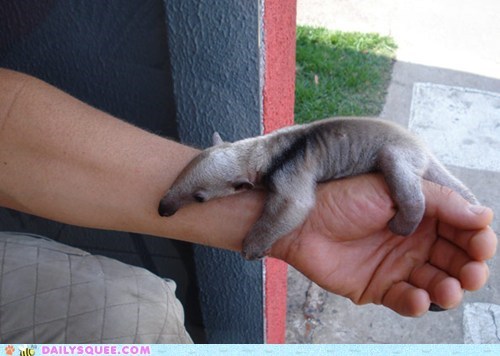 Baby Anteater Bracelet 