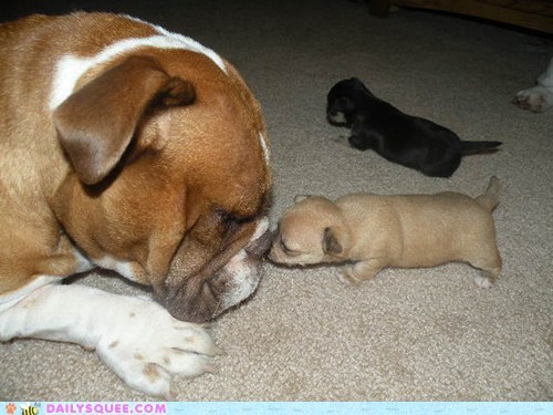 Reader Squee: Rescue Bulldog Starts New Life