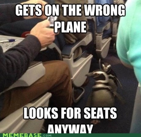 Socially Awkward Penguins IRL
