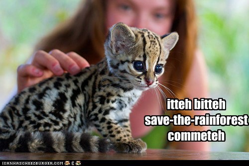 Best. Spokeskitty. Ever.