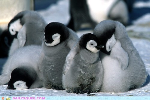 Baby Penguins 