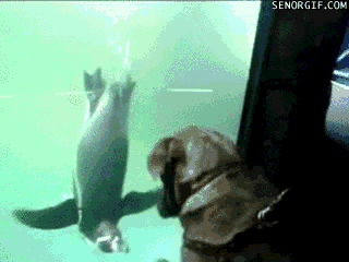  Dog Wants To Play With Penguin