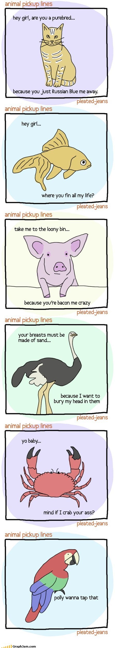 Pickup Line Panda Has Competition 