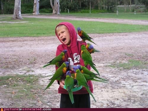The Birds IRL