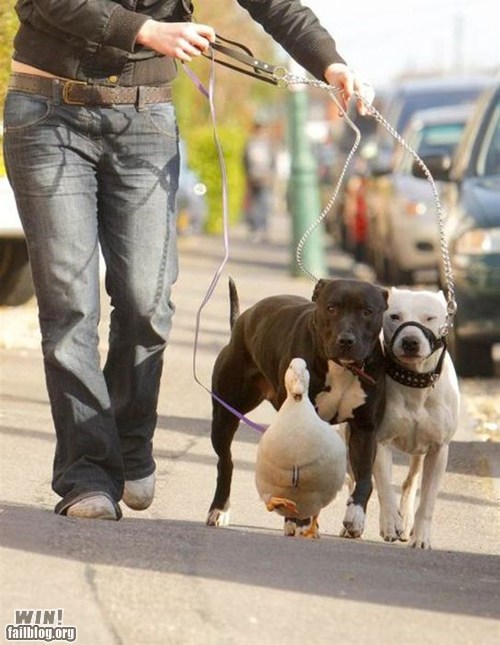 Walking the Pets WIN