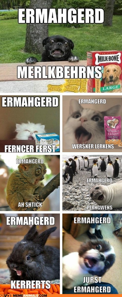Animal Memes: Ermahgerd! Erll the Ernuhmurls!