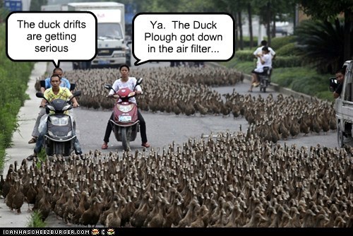 Just as well they're not Eider Ducks, then!