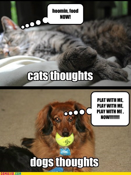 the diffrences between dog and cat thoughts