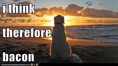 I Has A Hotdog: I think therefore...