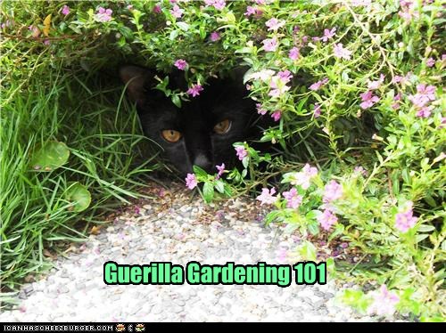 Guerilla Gardening 101