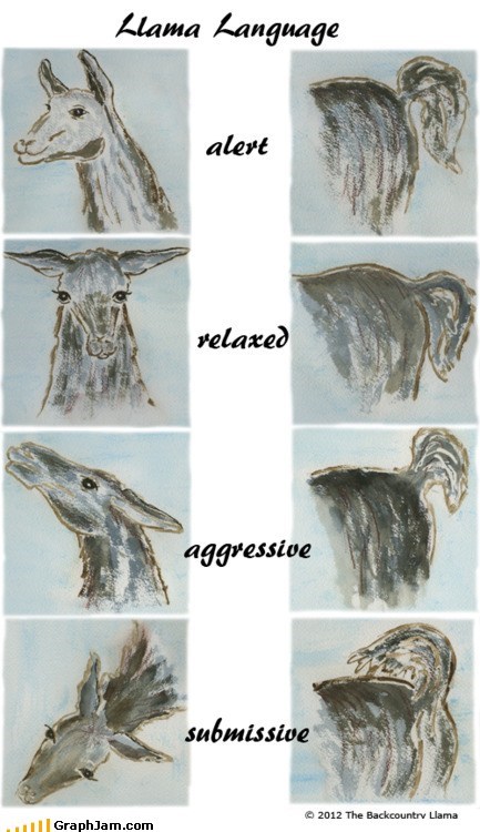 Understanding Your Llama