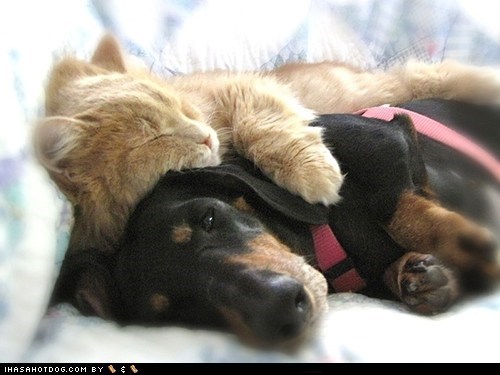 Kittehs R Owr Friends: Spooning 